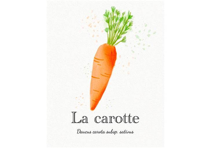 illustration carotte aquarelle
