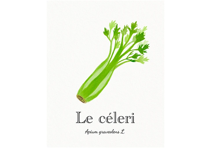 illustration céleri aquarelle