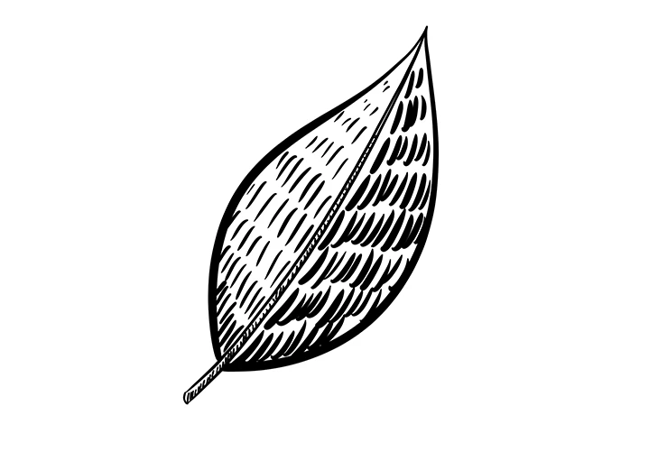 illustration feuille dessin au trait