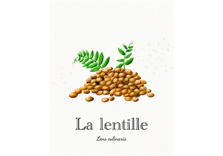 illustration lentille aquarelle