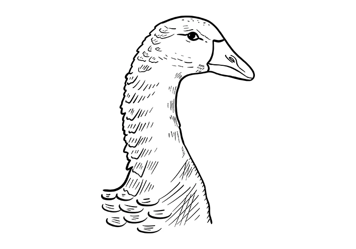 illustration oie dessin au trait