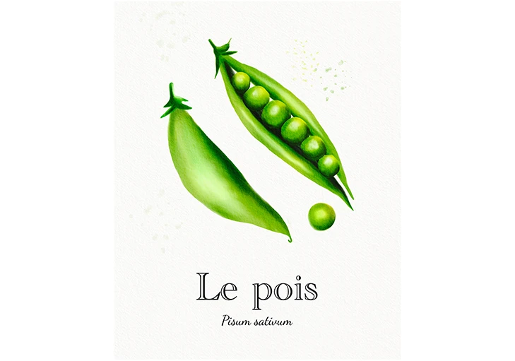 illustration pois aquarelle