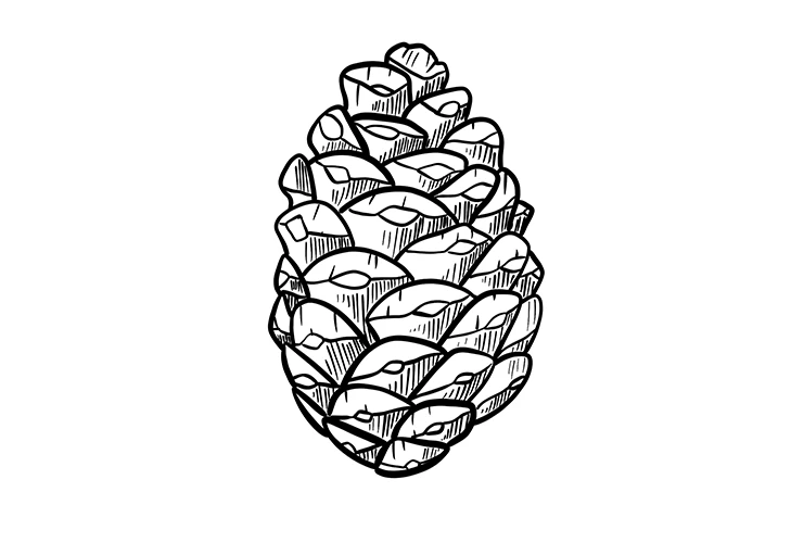 illustration pomme de pin dessin au trait