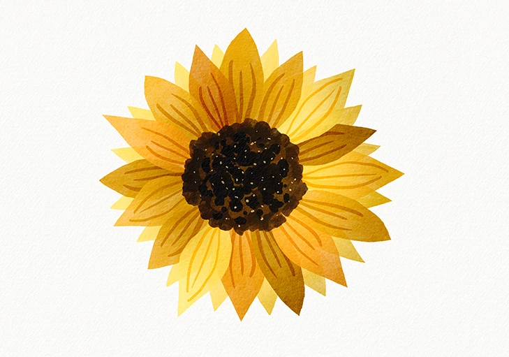 illustration tournesol aquarelle